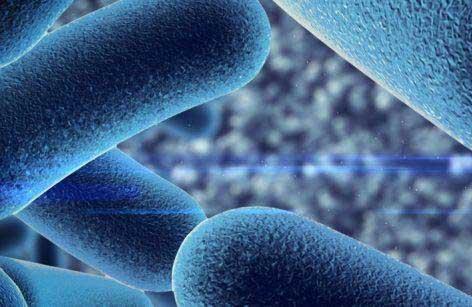 Μικροβίωμα του εντέρου: ο ρόλος του στην υγεία